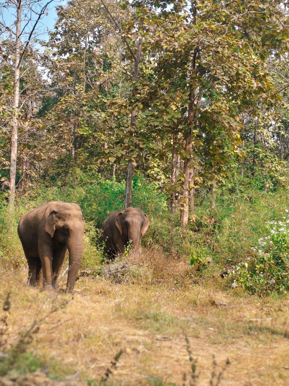 लेखापाल/लिपिक/वनपाल यांचे पायाभूत प्रशिक्षण क्षेत्रीय दौरा सेमाडोह-बोरी-हरिसाल